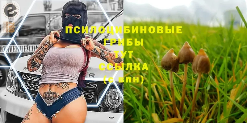 мега как войти  Балахна  Псилоцибиновые грибы Psilocybe  где найти наркотики 